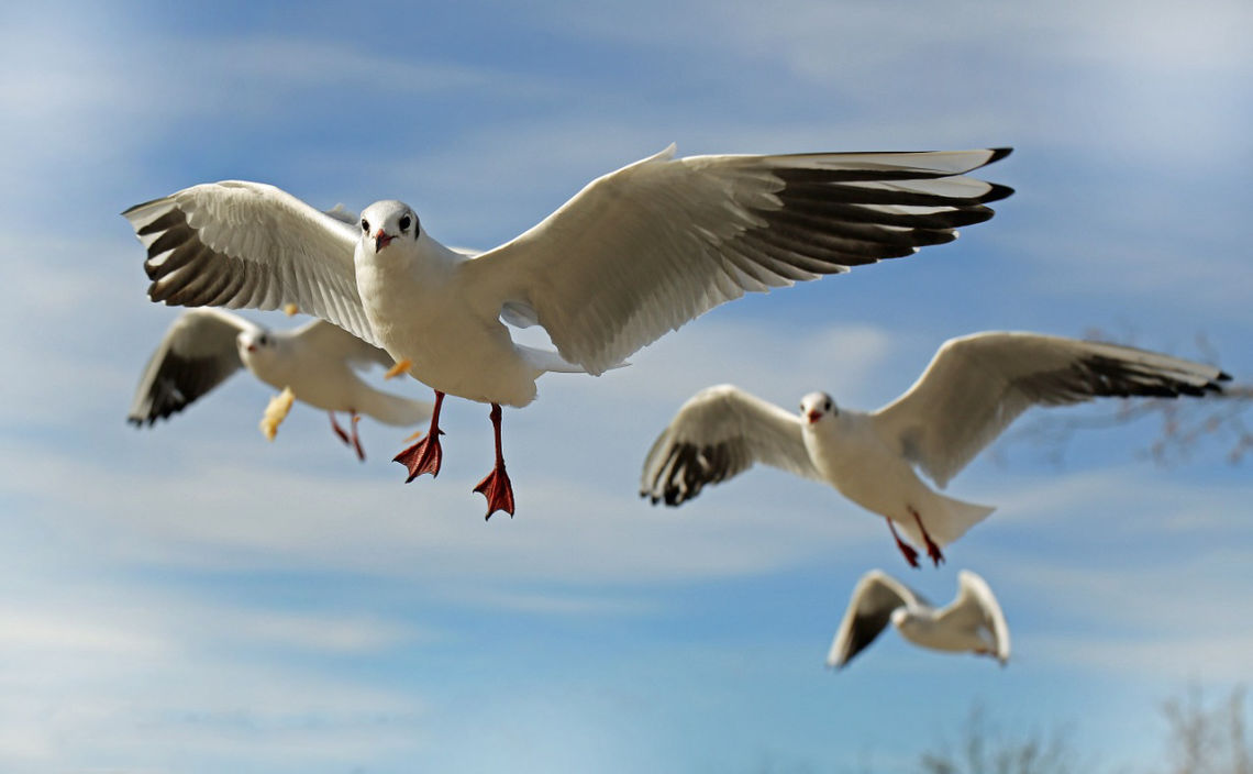 seagulls in flight with stolen food